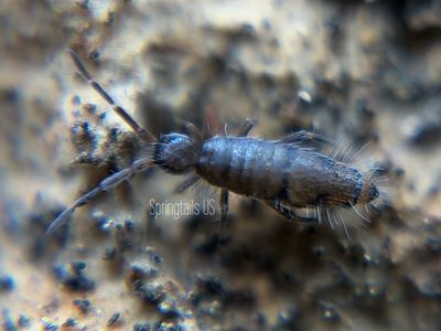 50ct Willowsia neonigromaculata