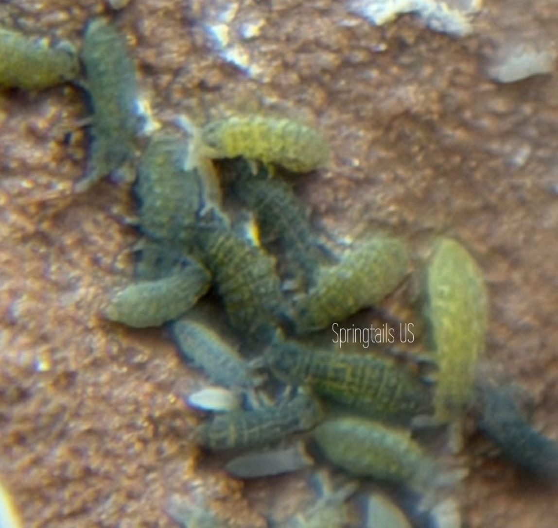 50ct Tiny Green Springtail (Xenylla humicola)