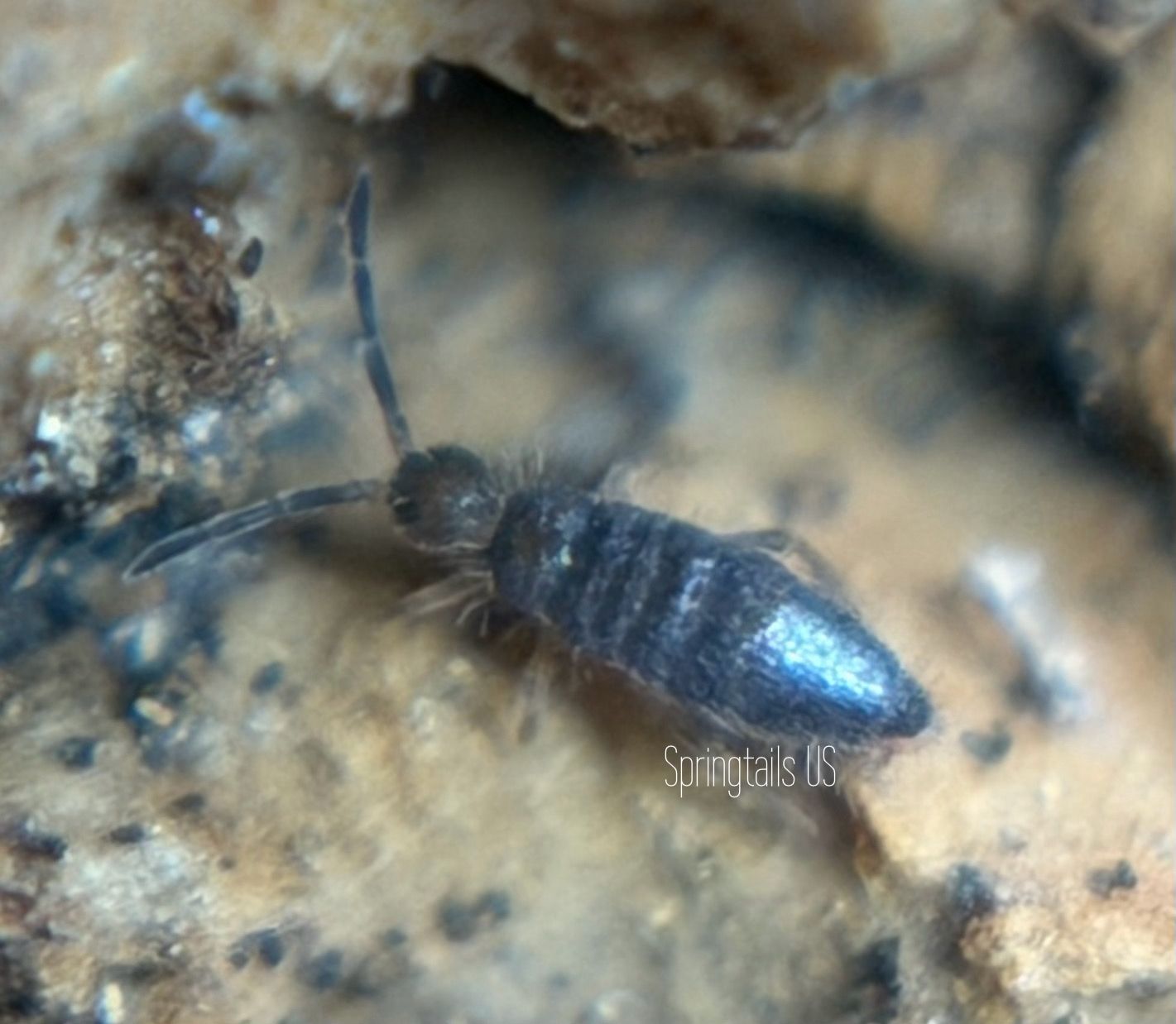25ct Damp Grain Springtail (Willowsia buski)