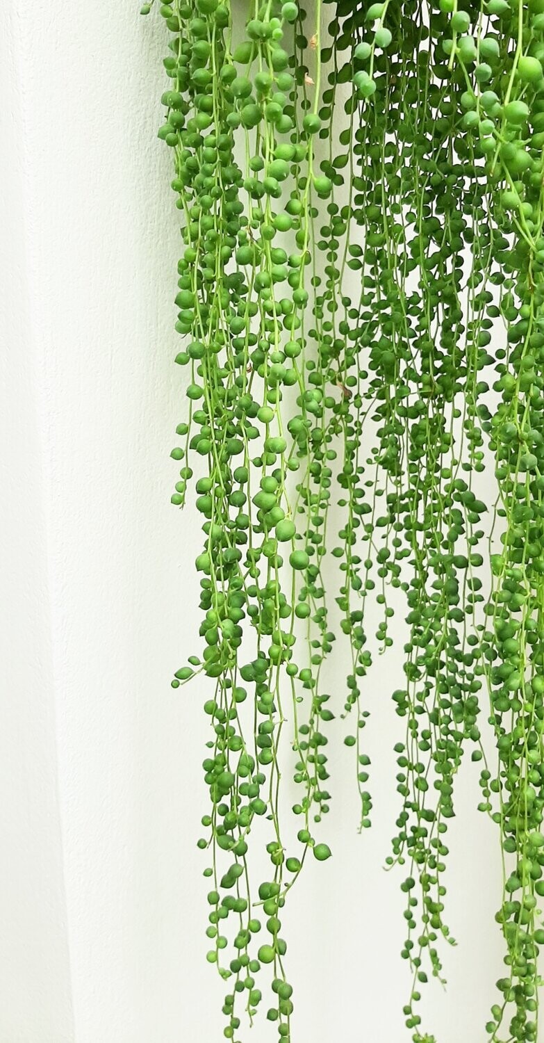 String of Pearls