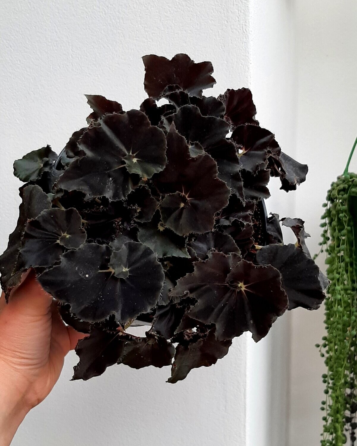 Black begonia 2024