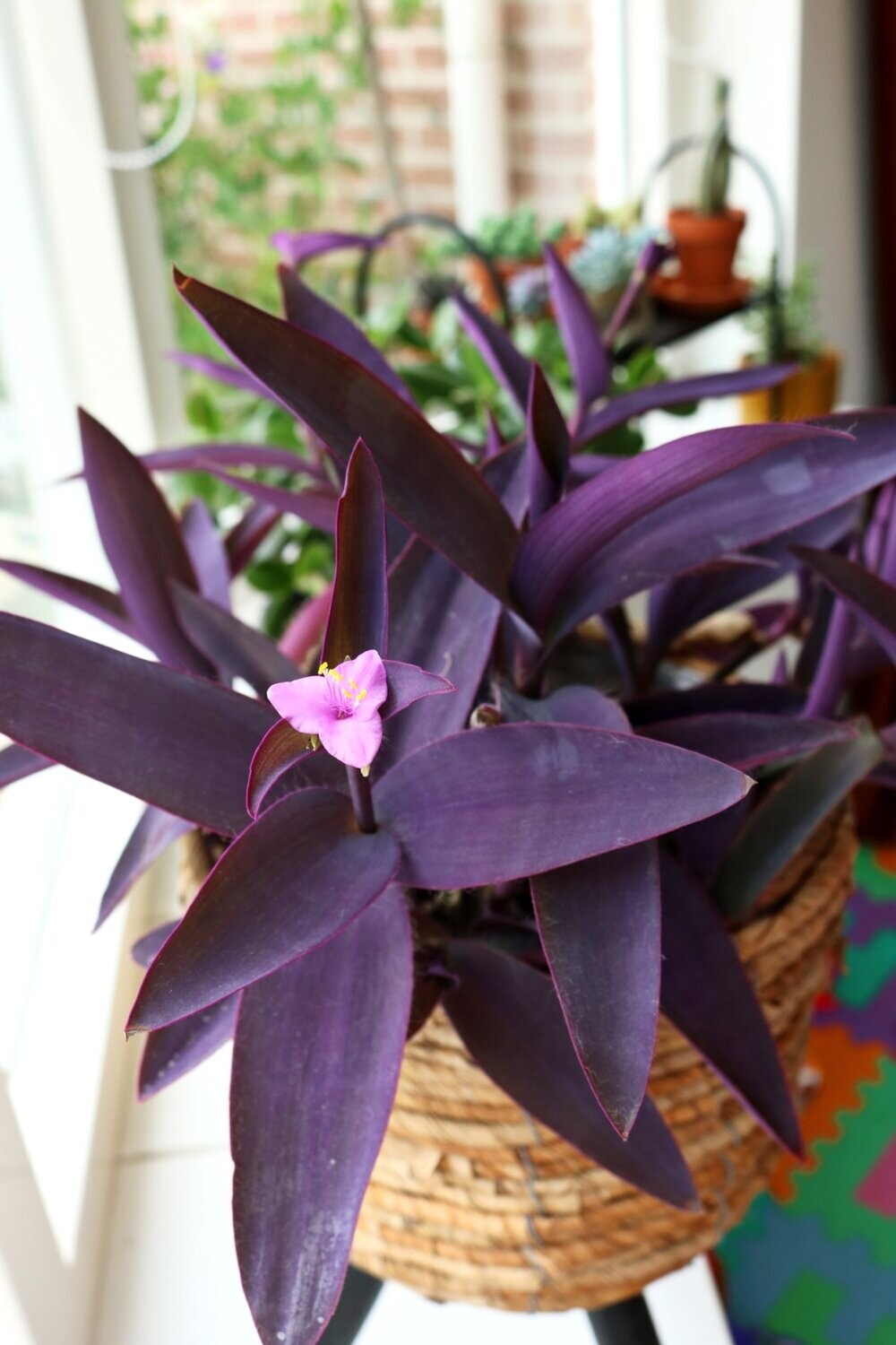 Tradescantia Pallida