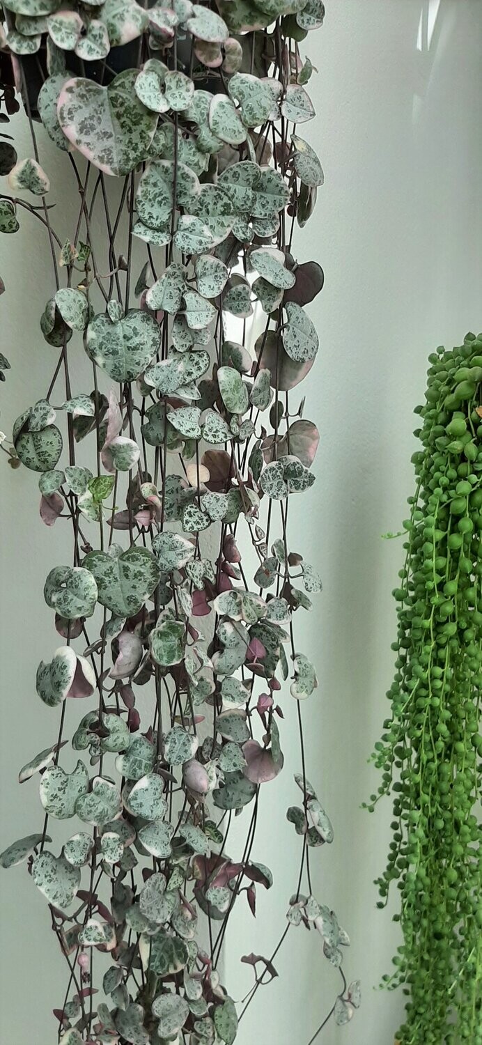 String of Hearts Variegata