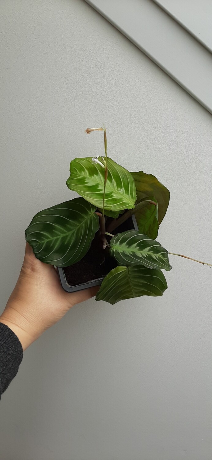 Maranta NoID Cat mustache (plant)