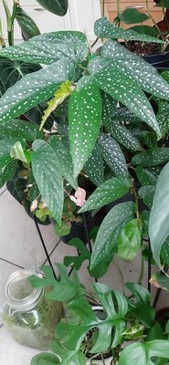 Begonia Tamaya wetstick
