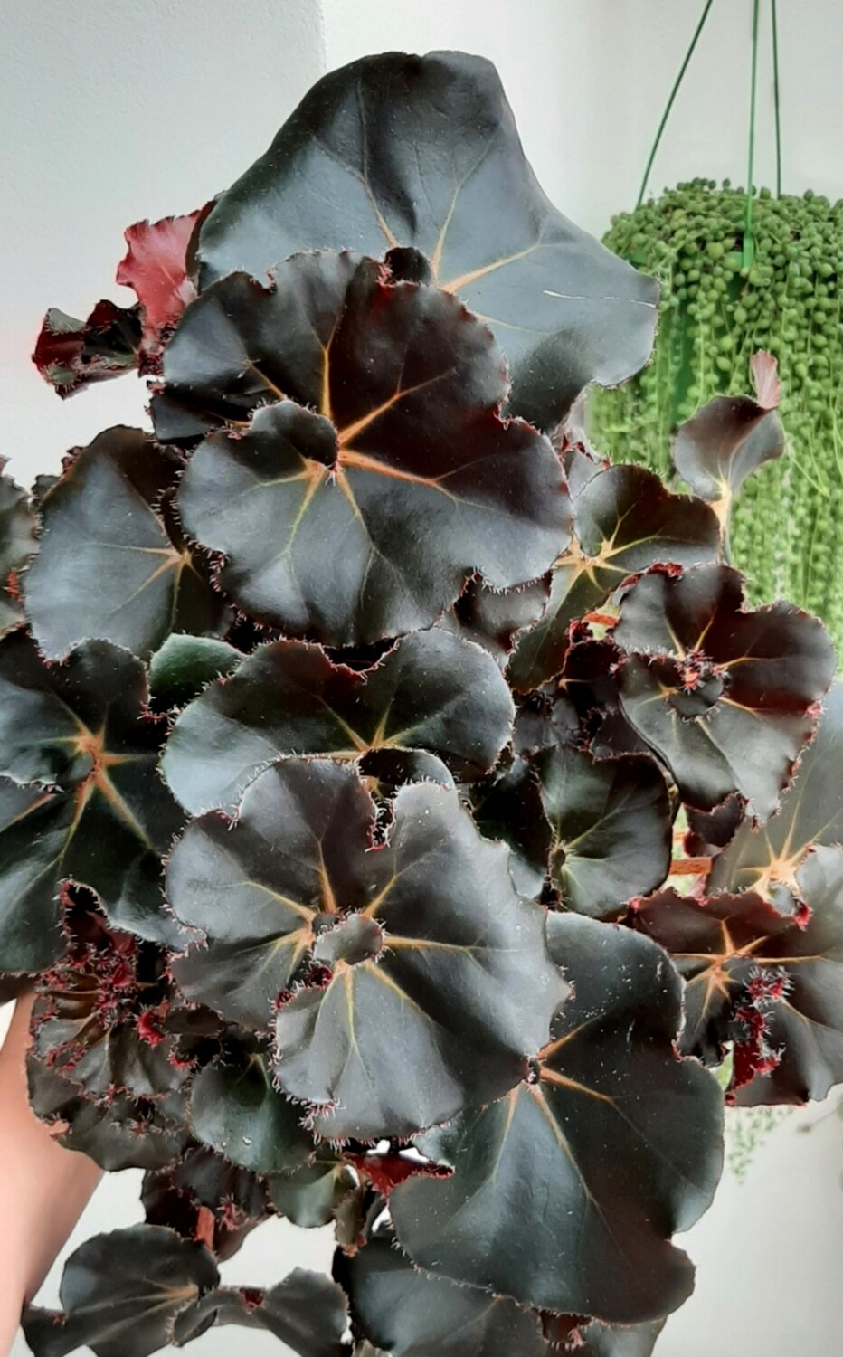 Black begonia deals