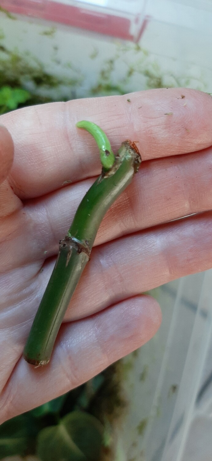 Philodendron Verrucosum wetstick