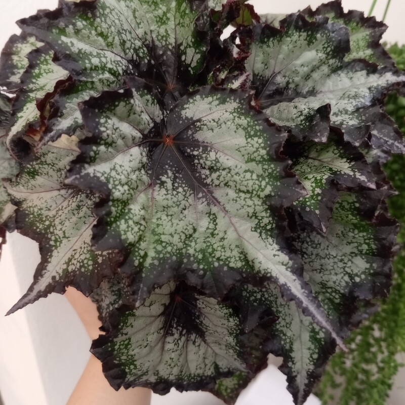 Begonia Green Valley