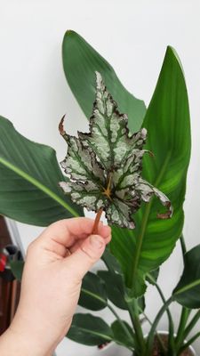 Begonia groen