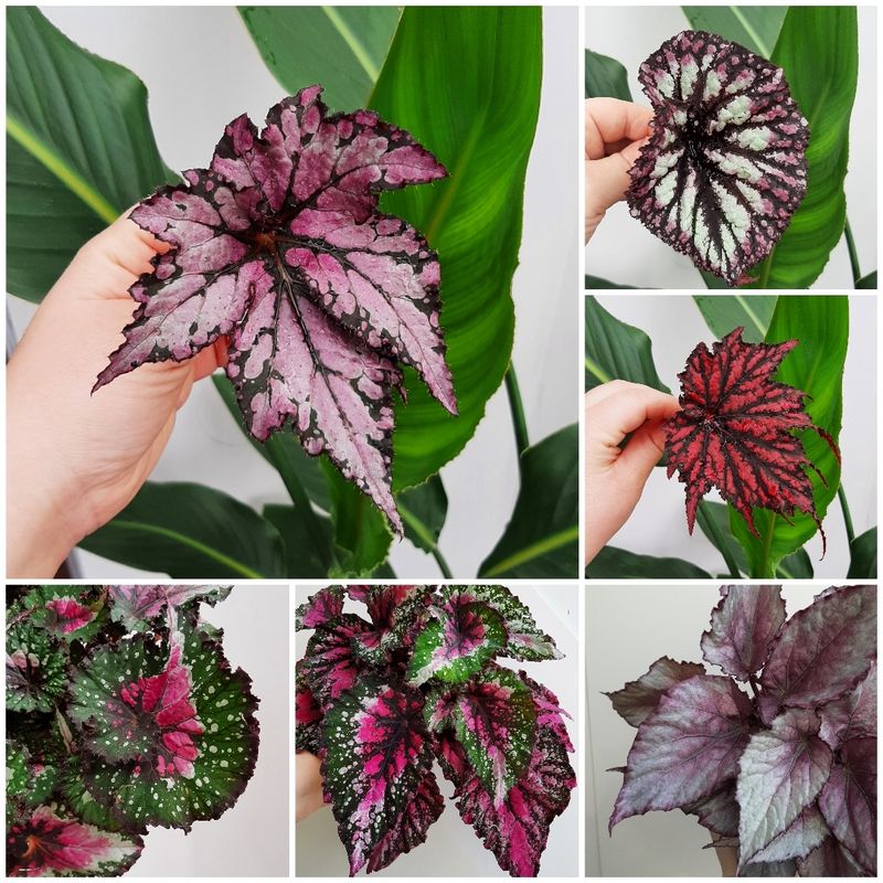 Begonia stekpakket 10 stekken!