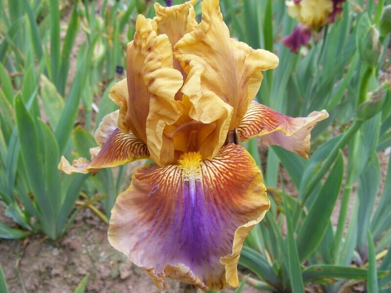 Anagorepta