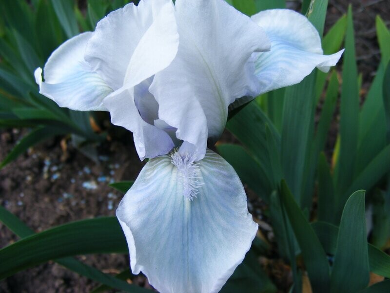 Blombakrit