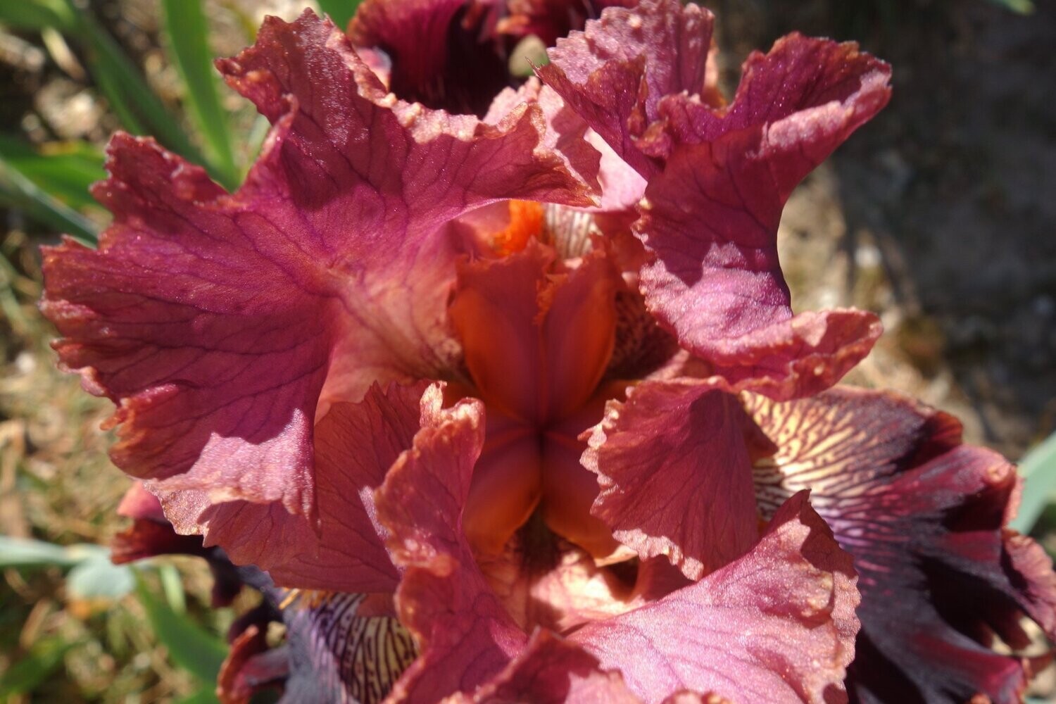 Eusobexa