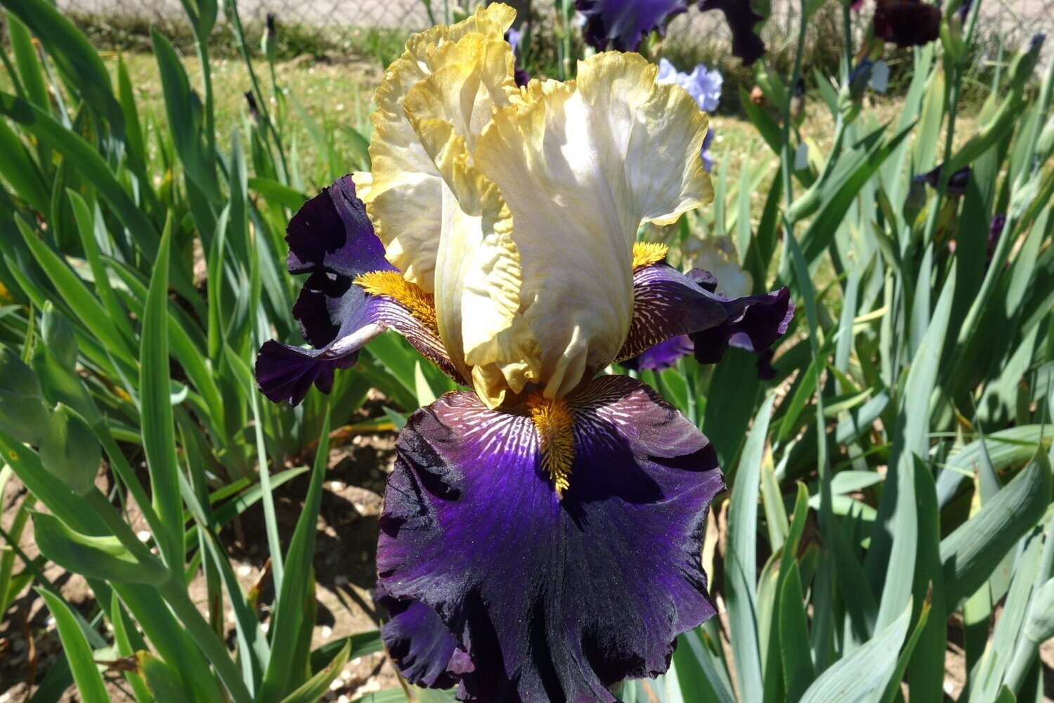 Heraneuricon Heraneuricon