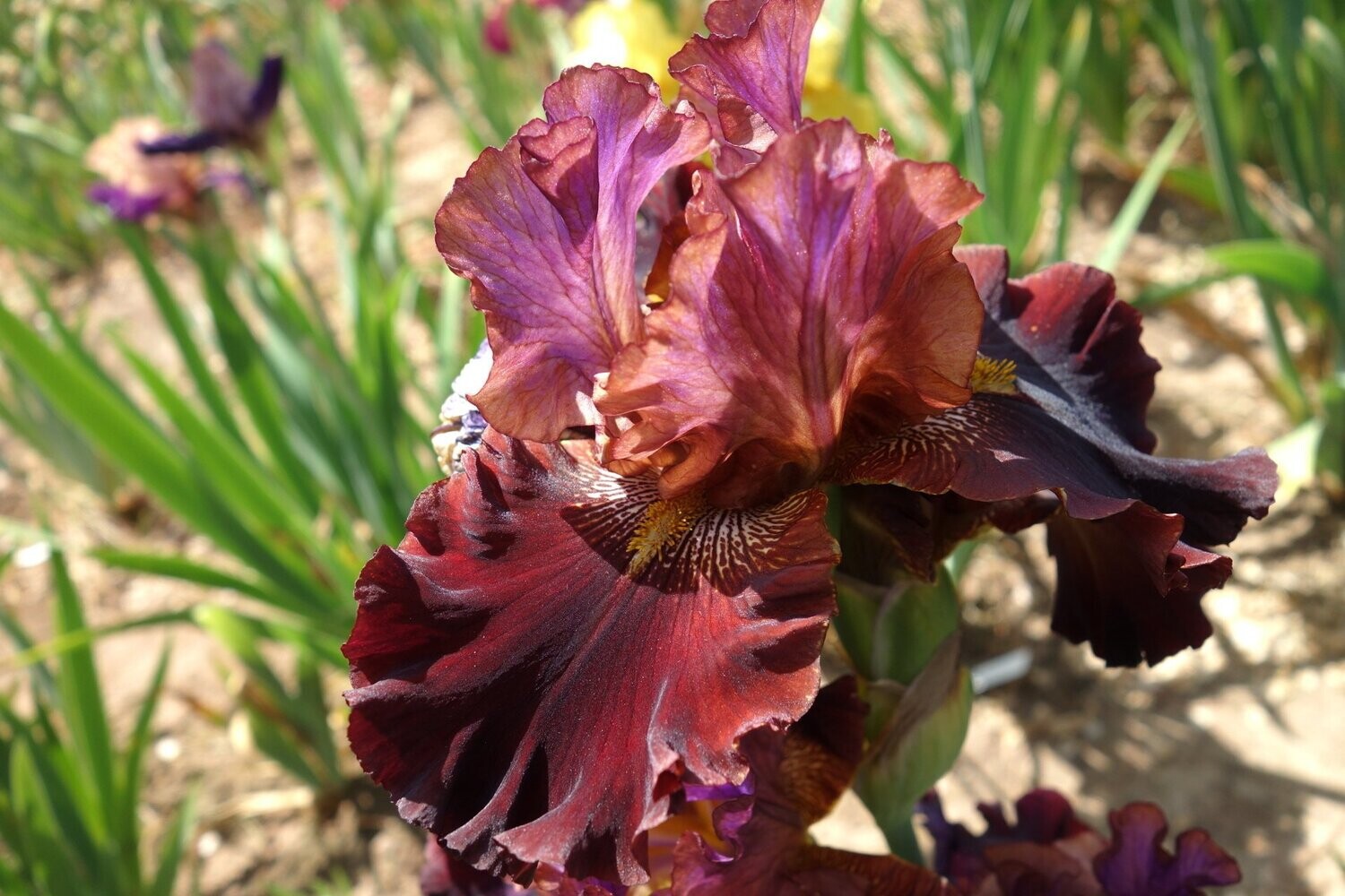 Hostaglosta Hostaglosta