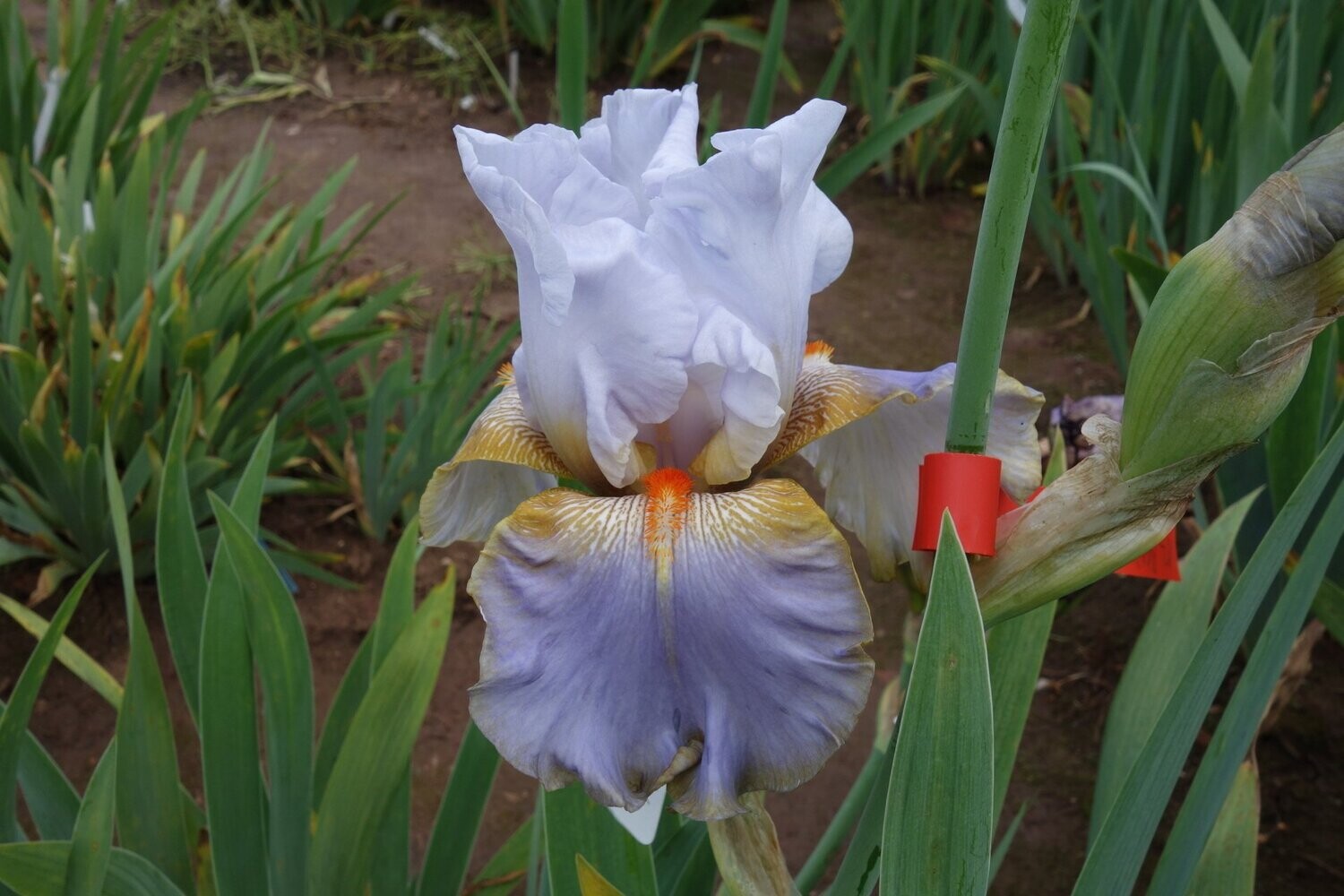 Hermodermix Hermodermix