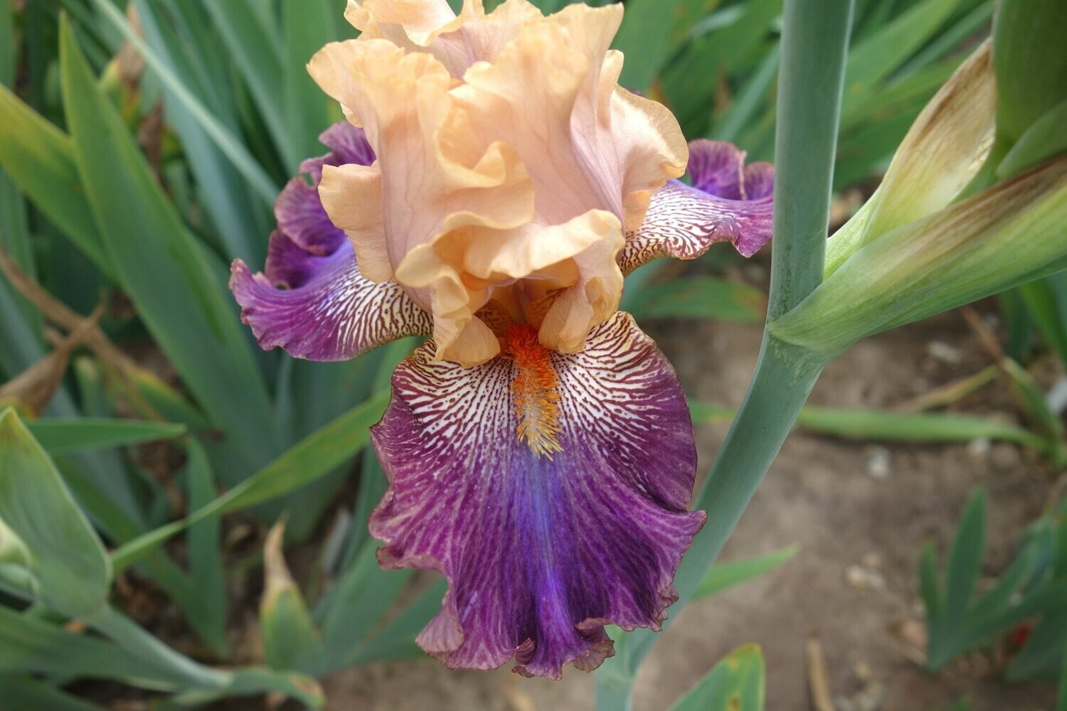 Hyphogramma Hyphogramma