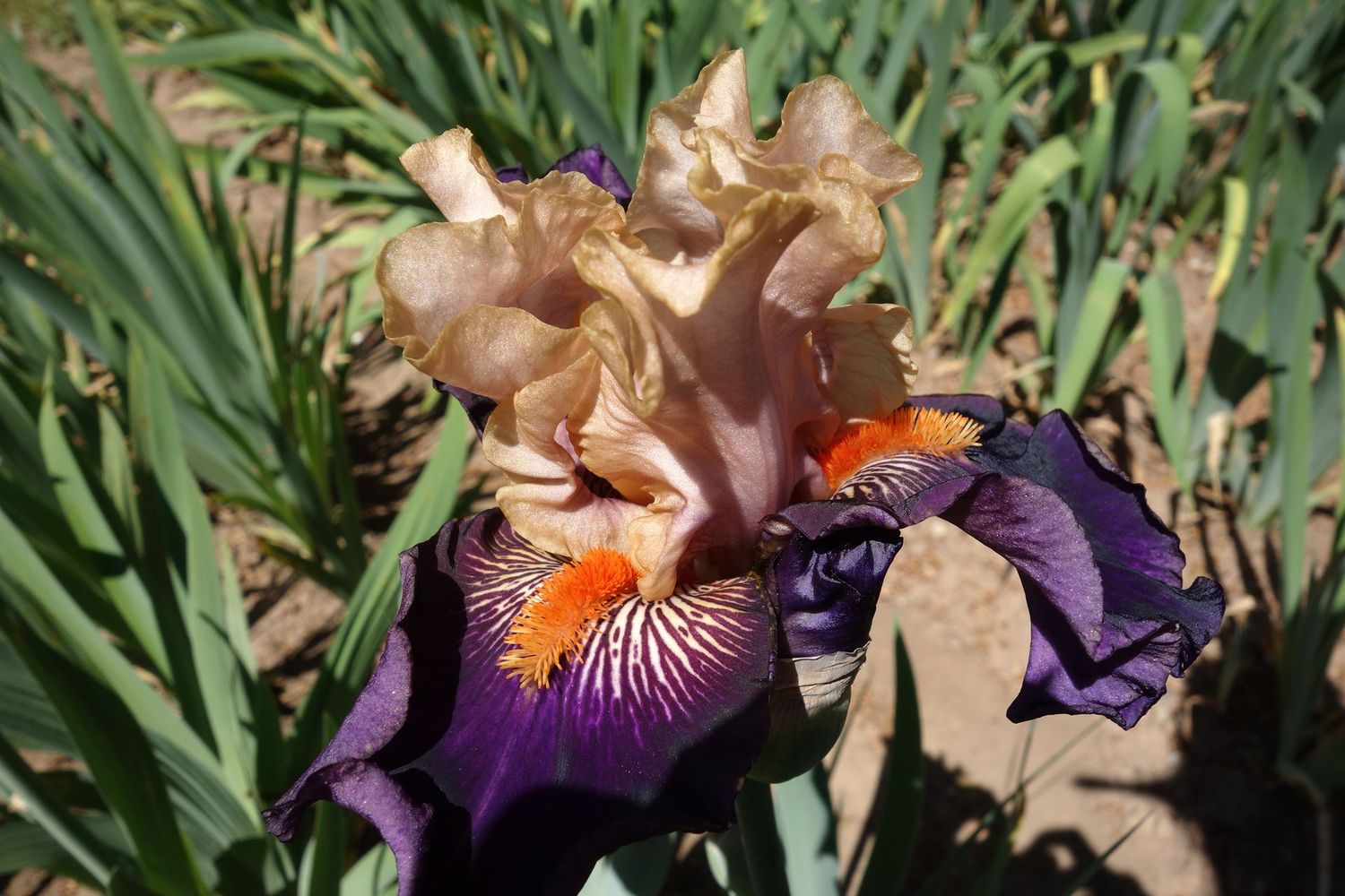 Jachitropan Jachitropan