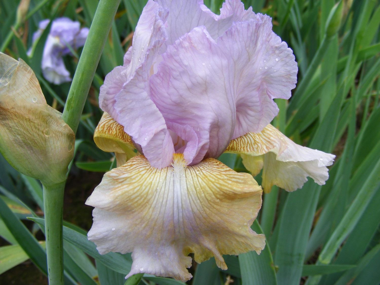 Elosippan
