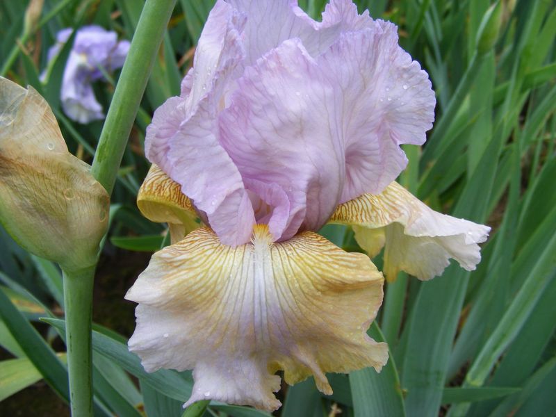 Elosippan