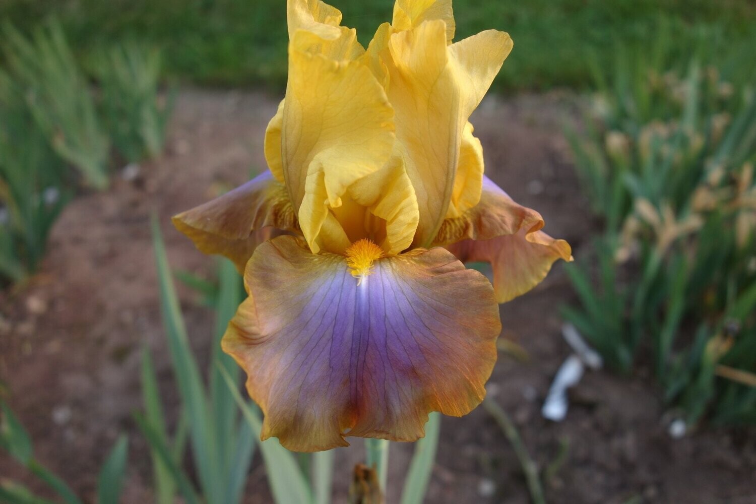 Dramafusil Dramafusil