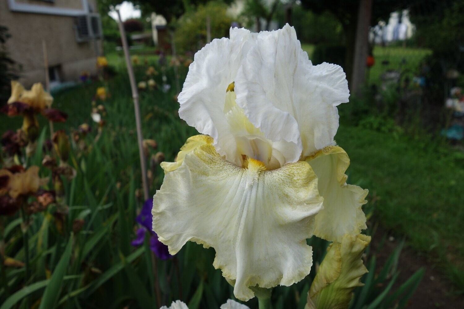 Ekkoschatt Ekkoschatt