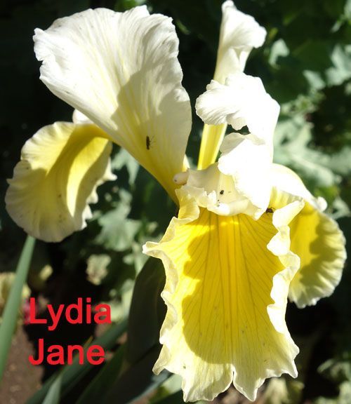 Iris spuria 'Lydia Jane' Iris spuria 'Lydia Jane'