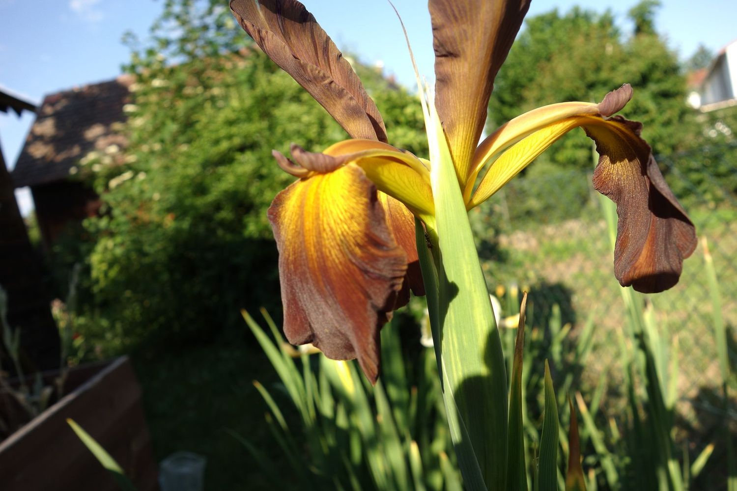Iris spuria 'Antiqua' Iris spuria 'Antiqua'