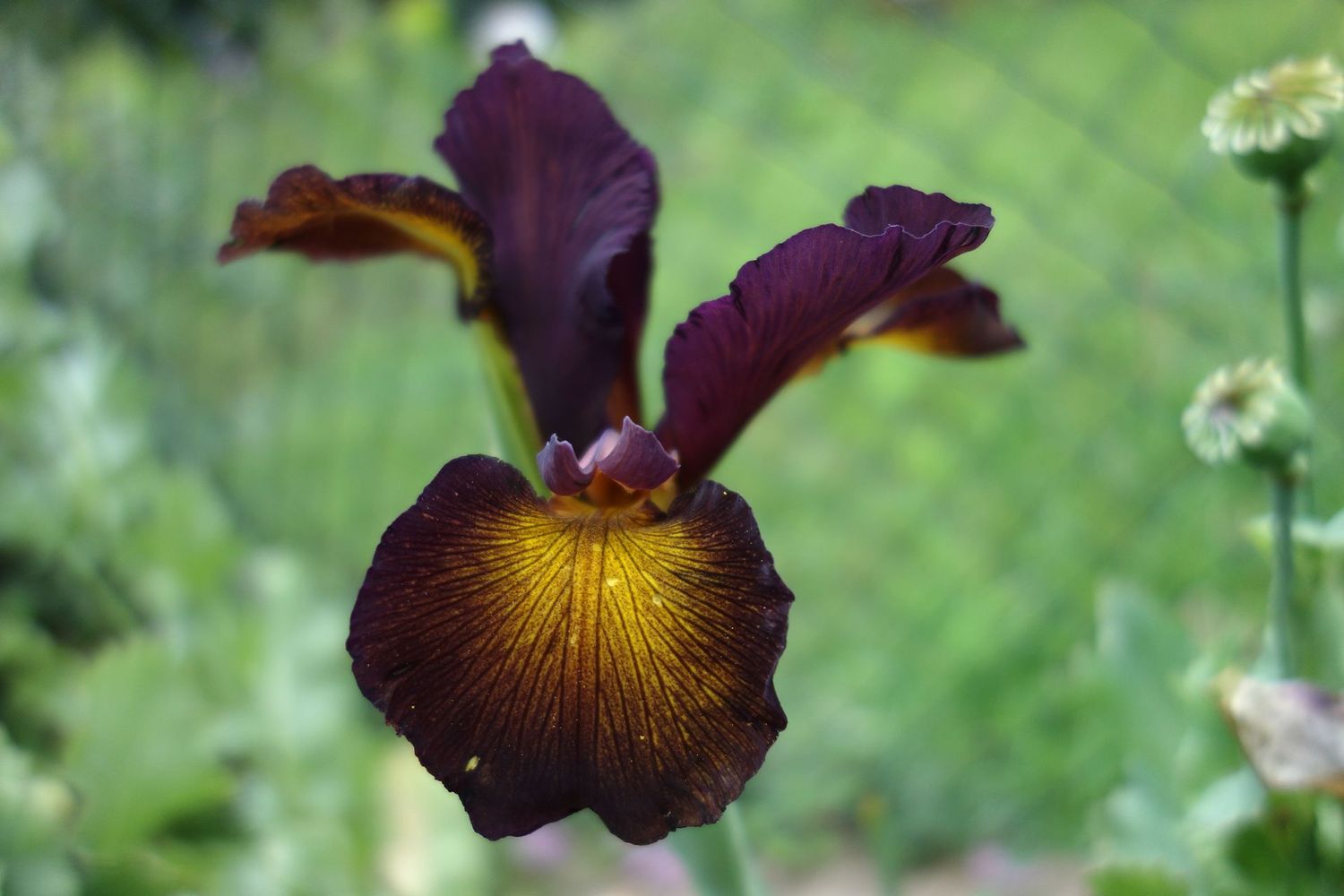Iris spuria 'Border Town' Iris spuria 'Border Town'