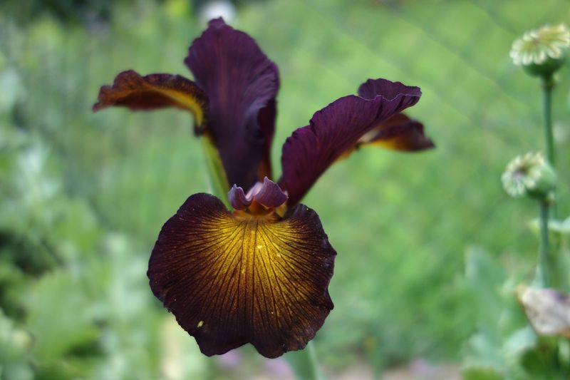 Iris spuria 'Border Town'