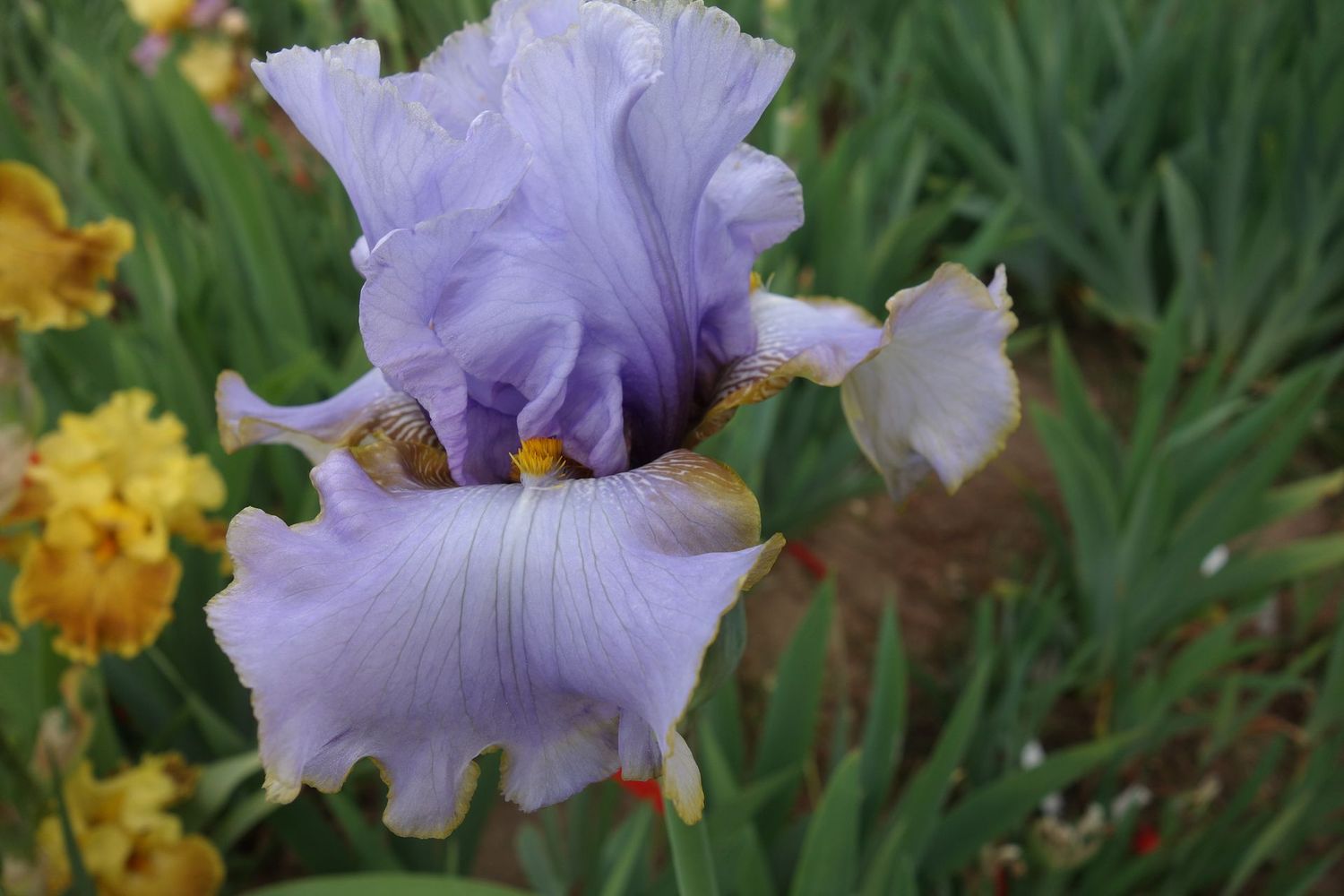 Iglodermas Iglodermas