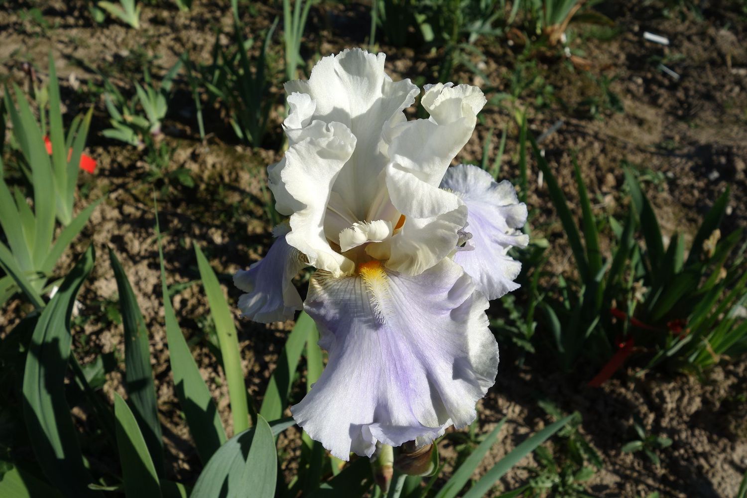 18 Itronefton , mind. 2 Sämlinge