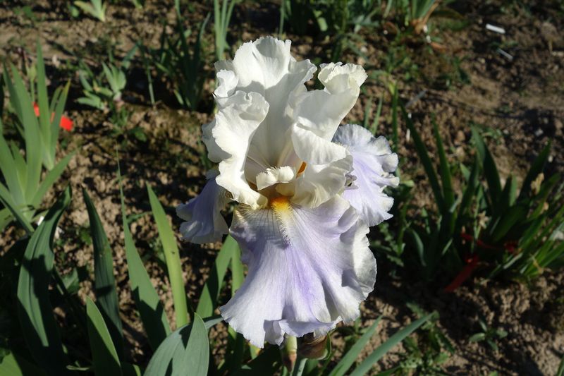 18 Itronefton , mind. 2 Sämlinge