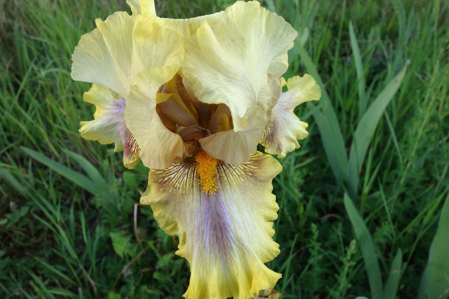 18 Humpo x Ifo 4 Bir + x Geschwister