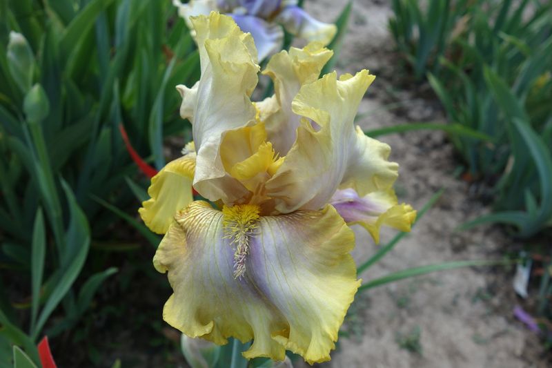 18 Joli x GlPa drei Sämlinge