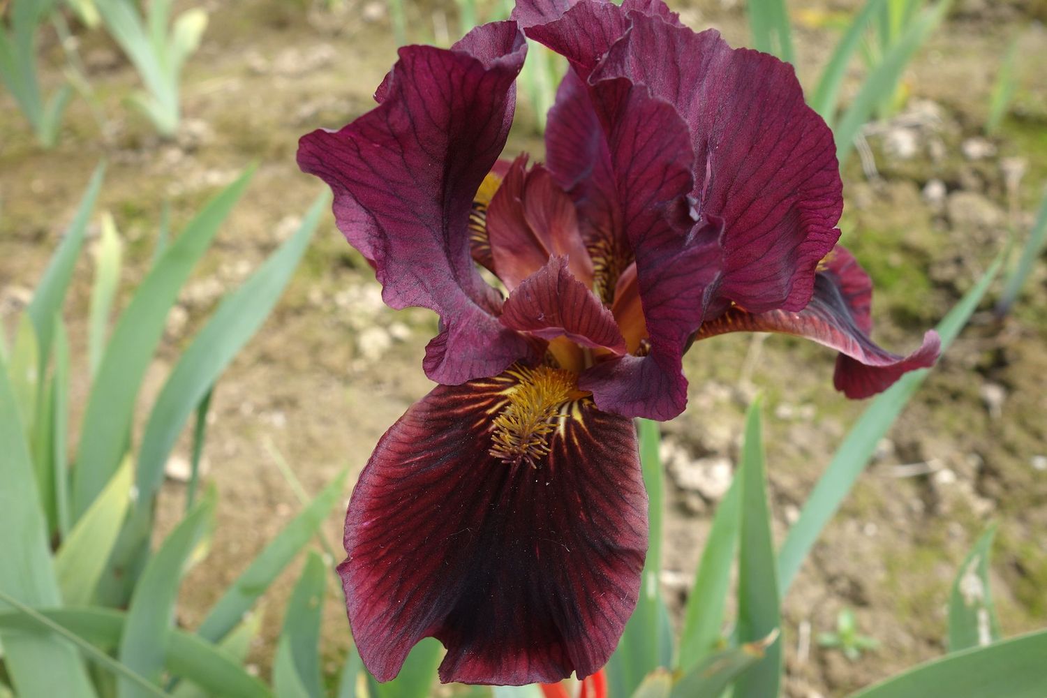 18 Flexiquast x Jiggahex 1 Bir