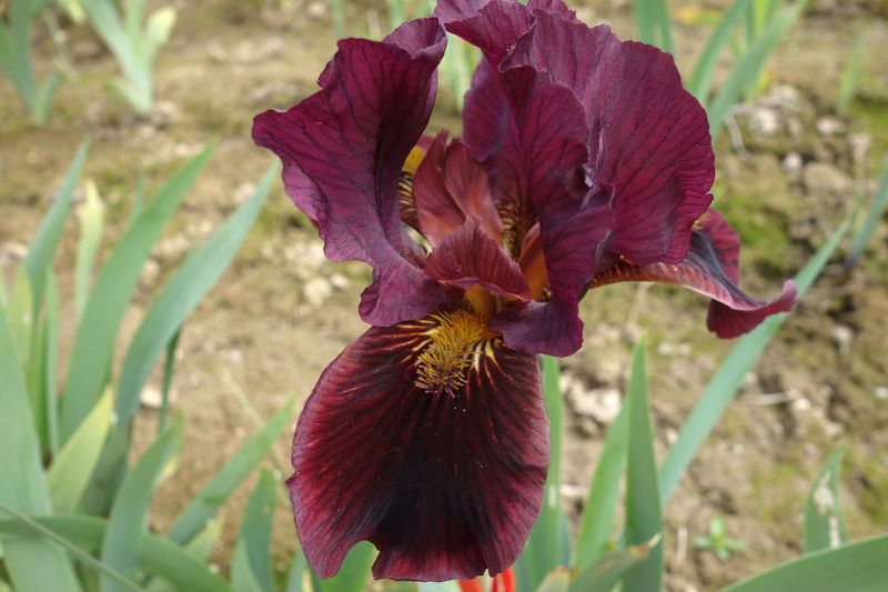 18 Flexiquast x Jiggahex 1 Bir