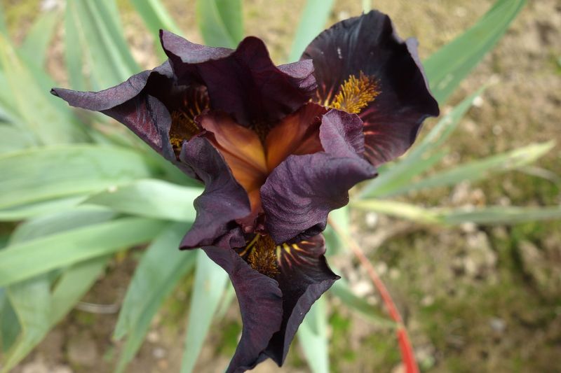 18 Flexiquast x Jiggahex 2 Bir