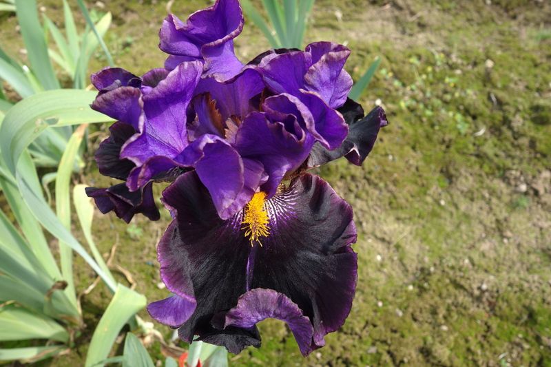 18 Draculas Kiss x Cher & Cher alike mind. 3 Geschwisterpflanzen