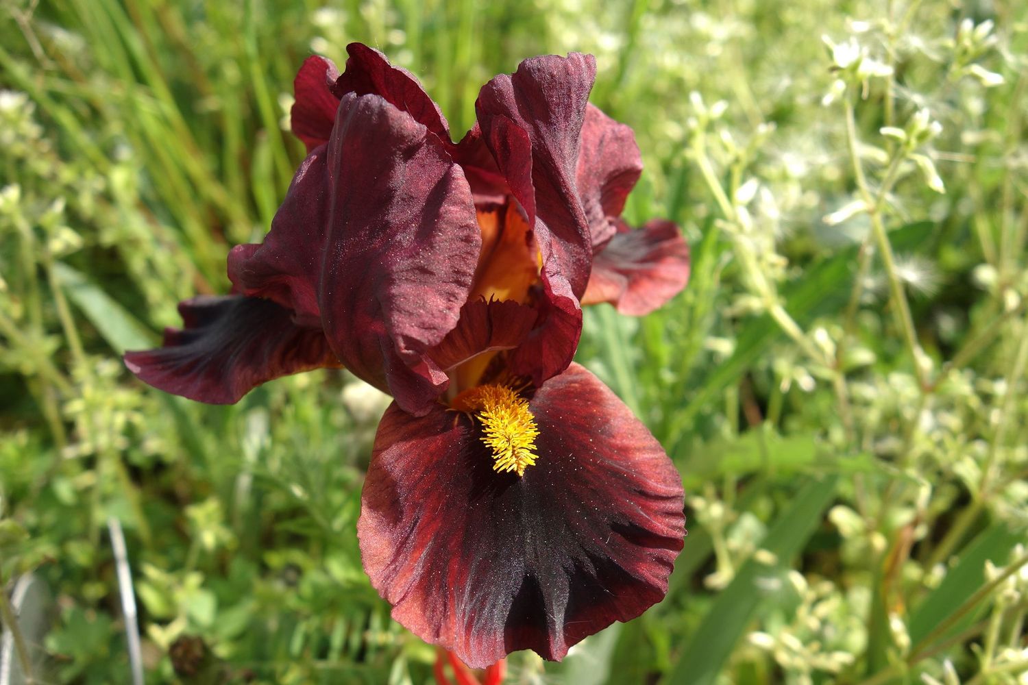 18 Heid x Fire 7Bir und mind. 2 Geschwistersämlinge