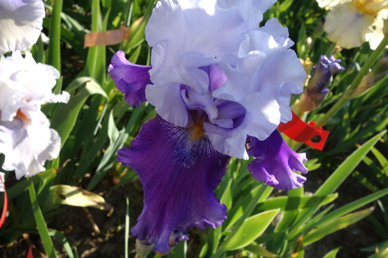 18 Ipplokryst x Imprifichtol 2 Bir