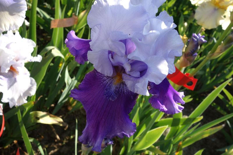 18 Ipplokryst x Imprifichtol 2 Bir