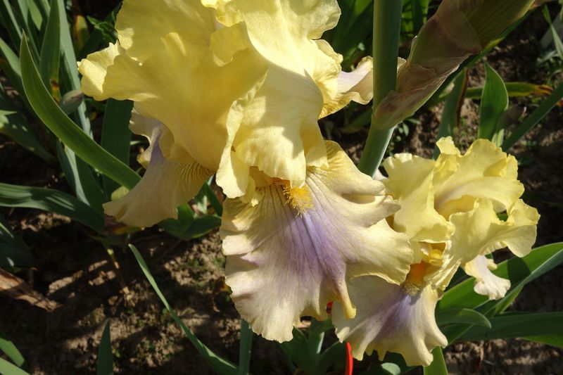 18 Ipplokryst x Imprifichtol 4 Bir