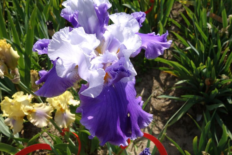 18 IsaBelle x Imprifichtol 1 Bir