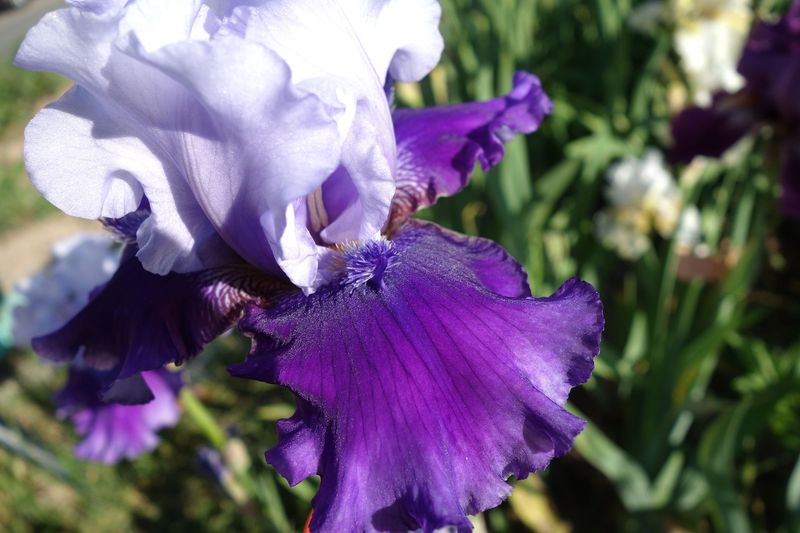 18 Ipplokryst x Imprifichtol 3 Bir