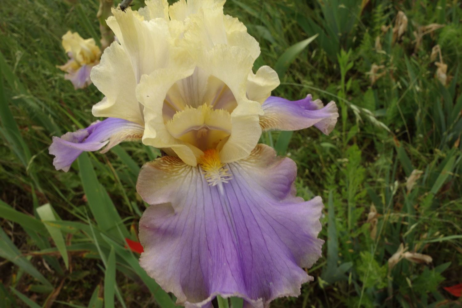 18 IsaBelle x Imprifichtol 2 Bir