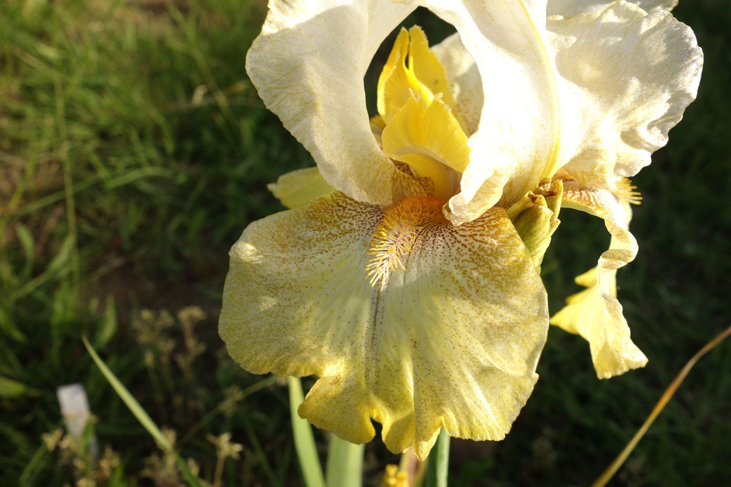 20 Emotaxilit Sämlingsgruppe