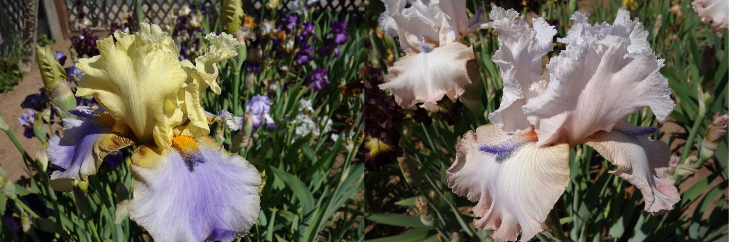 20 Heuchonex x Power Point