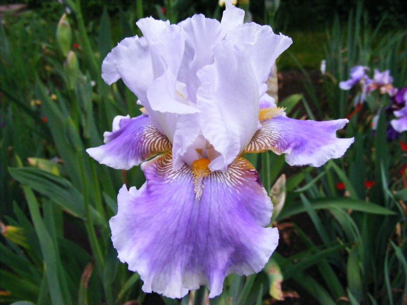 20 Issokallom mind 3 Sämlinge