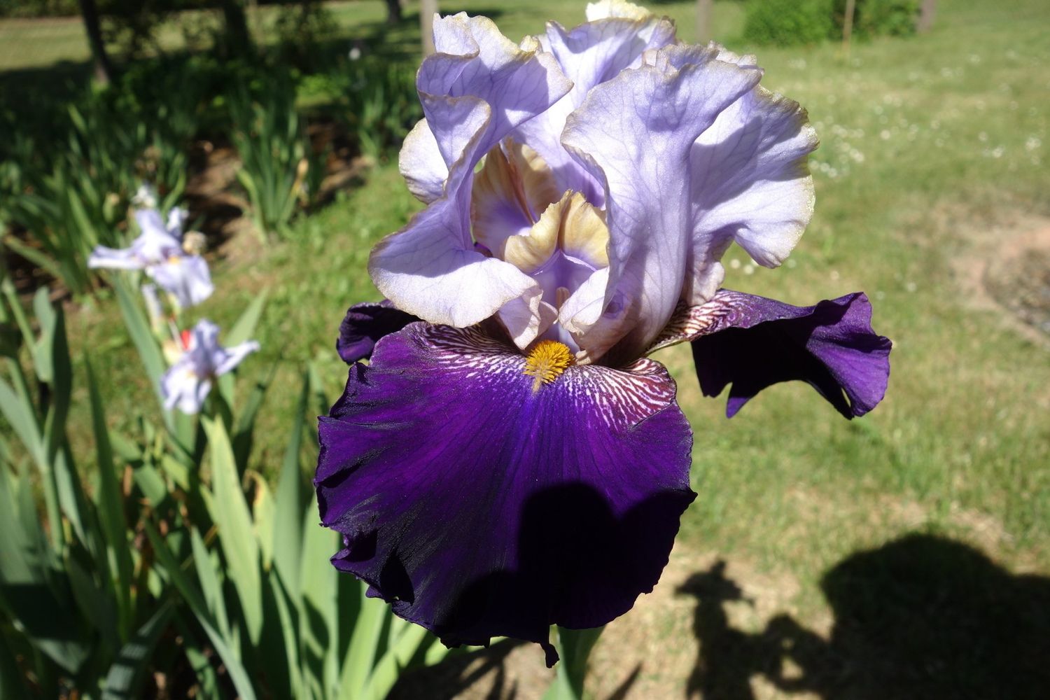 20 Ichtopren Sämlingsgruppe